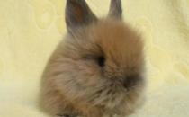 貓貓兔仔兔的管理-貓貓兔幼兔的飼養管理