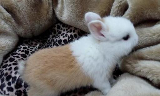 迷你雷克斯兔的簡介-迷你雷克斯兔外貌特征