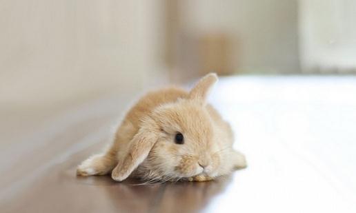 迷你兔的價格-純種迷你兔多少錢?