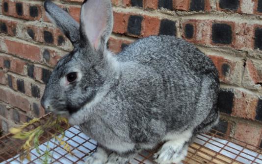 青紫藍(lán)兔對生活環(huán)境有什么要求?