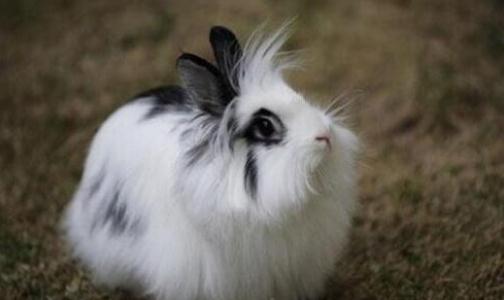 獅子頭兔對生活環(huán)境有什么要求?