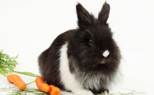 獅子頭兔的護理知識有哪些?