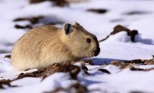 鼠兔的簡介-鼠兔是怎樣的?