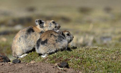 鼠兔的飼養方法是什么？