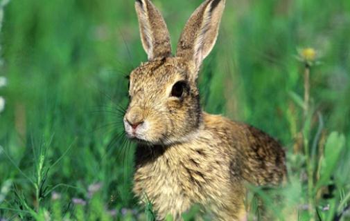 塔里木兔怎么養(yǎng)?塔里木兔的生存環(huán)境