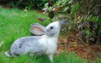 青紫藍兔怎么養(yǎng)？青紫藍兔養(yǎng)殖方法