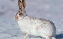 塔里木兔的特征和飼養方法