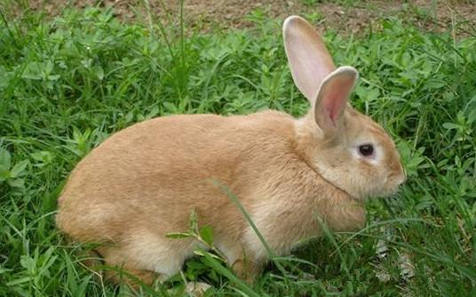 太行山兔多少錢能夠買到？