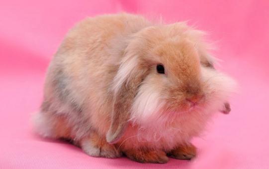 西施兔怎么養？西施兔吃什么？