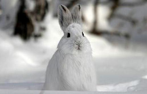 雪兔是什么?雪兔的簡(jiǎn)介