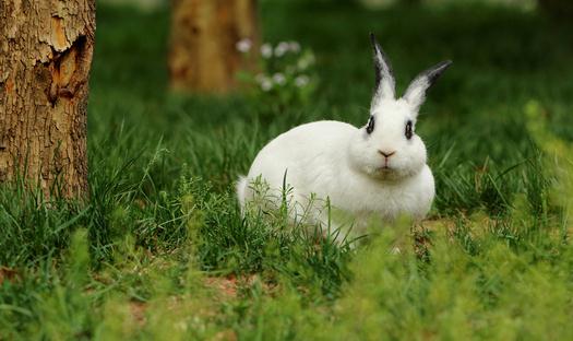 熊貓兔多少錢能夠買得到?