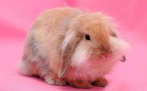 西施兔怎么養？西施兔吃什么？