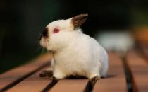 喜馬拉雅兔產地和體型特征