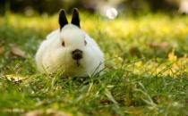 喜馬拉雅兔的價格貴嗎？喜馬拉雅兔多少錢？