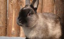 暹羅兔的價(jià)格-成年暹羅兔多少錢(qián)？