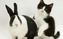 熊貓兔能喝水嗎？熊貓兔兔籠要多大？