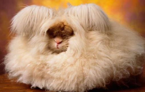 英國安哥拉兔的簡介 英國安哥拉兔是什么？