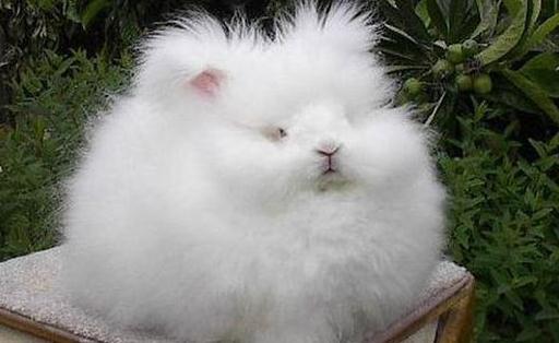 英國安哥拉兔能喝水嗎?安哥拉兔怎么養?