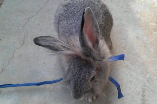 英國斑點兔怎么養？英國斑點兔的產地