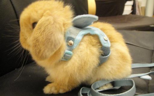 英國垂耳兔的價格如何?