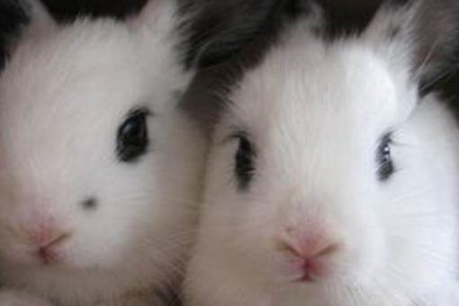 銀狐兔怎么養?銀狐兔的喂養方法