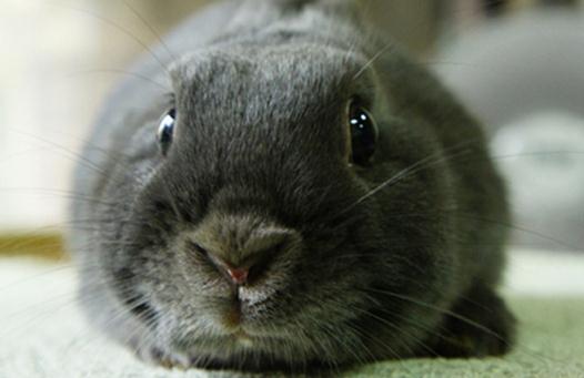 銀狐兔產自哪里？銀狐兔的飼養方法