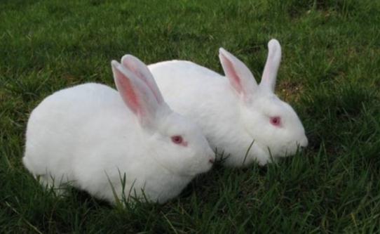 伊拉兔如何護(hù)理？伊拉兔怎么繁殖？