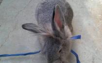 英國斑點(diǎn)兔怎么養(yǎng)？英國斑點(diǎn)兔的產(chǎn)地