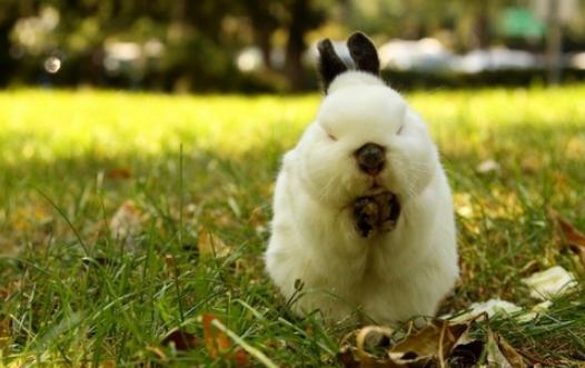 侏儒兔的簡介 侏儒兔的怎樣的？