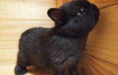 侏儒兔怎么養?侏儒兔的飼養方法