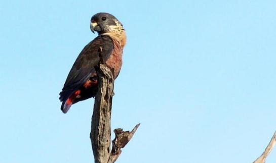 暗色鸚鵡的產(chǎn)地 暗色鸚鵡的飼養(yǎng)方法