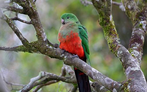 澳洲國王鸚鵡的飼養方法 澳洲國王鸚鵡的價格