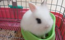 侏儒海棠兔是什么品種的兔兔？