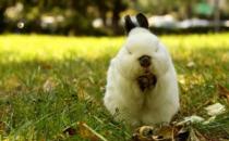 侏儒兔的簡介 侏儒兔的怎樣的？