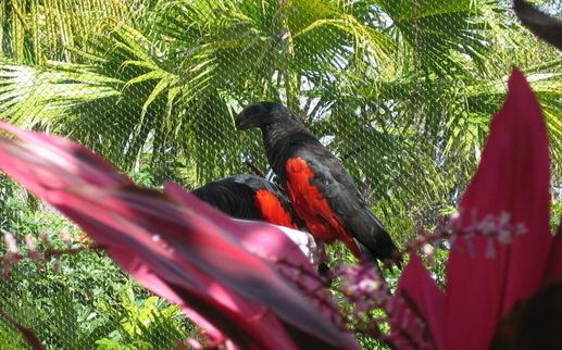 彼斯奎氏鸚鵡吃什么?彼斯奎氏鸚鵡的飼養(yǎng)方法