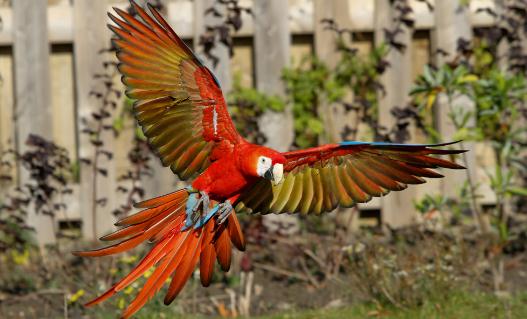 緋紅金剛鸚鵡產(chǎn)自哪里？緋紅金剛鸚鵡的簡介