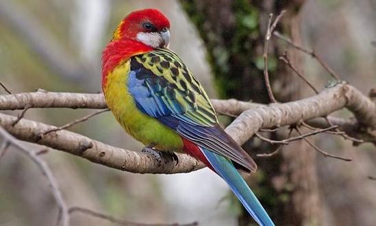 超級(jí)鸚鵡的簡(jiǎn)介 超級(jí)鸚鵡的產(chǎn)地