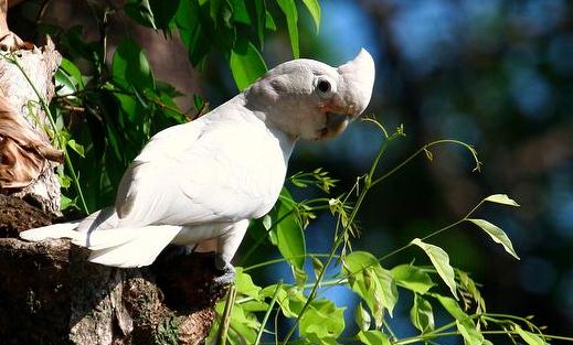 戈芬氏鳳頭鸚鵡的飼養(yǎng)方法 戈芬氏鳳頭鸚鵡的價格