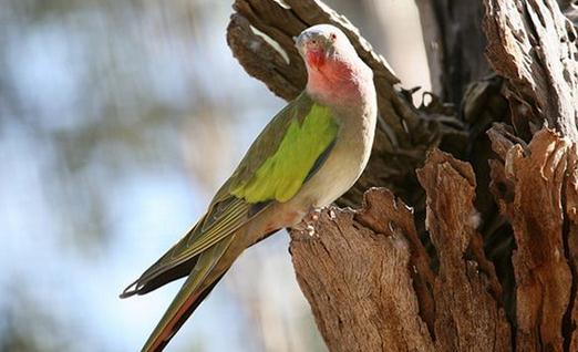 公主鸚鵡產(chǎn)地產(chǎn)自哪里？公主鸚鵡的簡(jiǎn)介