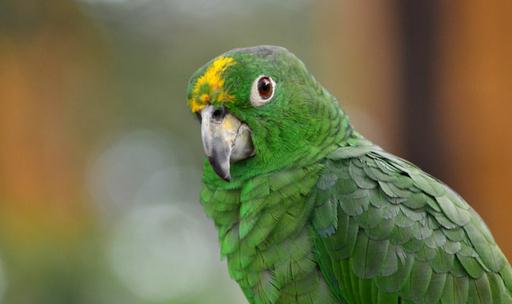 帝王亞馬遜鸚鵡應該如何飼養?
