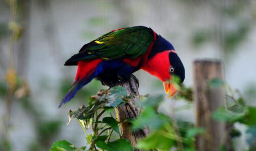 黑頂吸蜜鸚鵡的簡介 黑頂吸蜜鸚鵡的產地