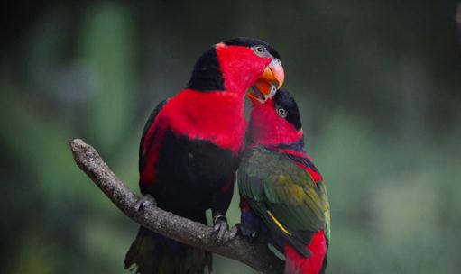 黑頂吸蜜鸚鵡的飼養方法 黑頂吸蜜鸚鵡的價格