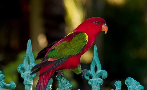 喋喋吸蜜鸚鵡的簡介 喋喋吸蜜鸚鵡的產地