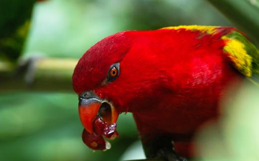 喋喋吸蜜鸚鵡的飼養方法 喋喋吸蜜鸚鵡的價格