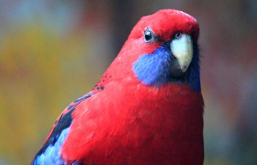 東玫瑰鸚鵡的飼養(yǎng)方法 東玫瑰鸚鵡的繁殖方法