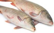 魚怎么吃 吃10種魚的注意事項(xiàng)