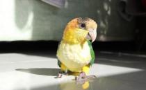 白腹凱克鸚鵡的簡介 白腹凱克鸚鵡的產地