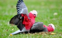 粉紅胸鳳頭鸚鵡的簡介 粉紅胸鳳頭鸚鵡的產地