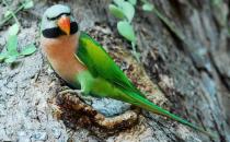 大緋胸鸚鵡的產地 大緋胸鸚鵡的簡介