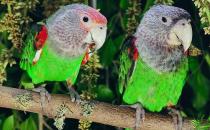 海角鸚鵡怎么繁殖？海角鸚鵡的飼養方法